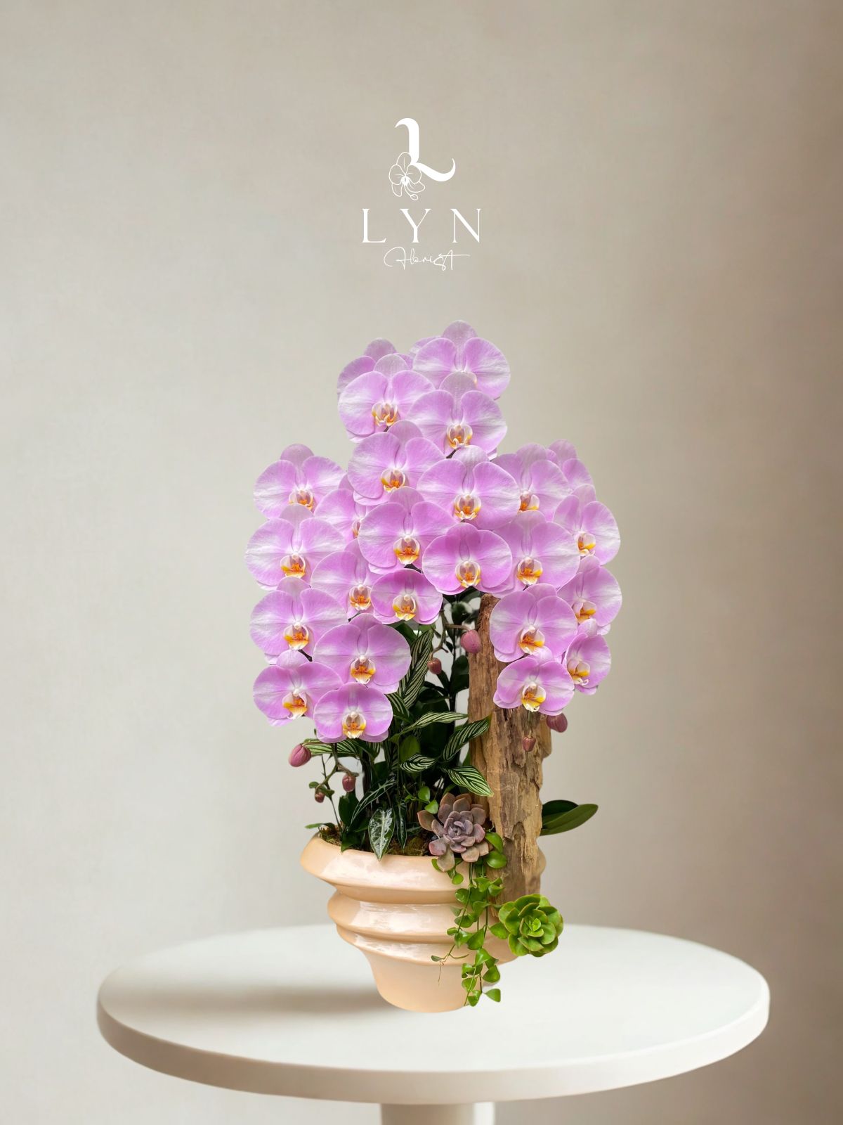 Chậu Hoa Lan Hồng Chanel Phối Lũa